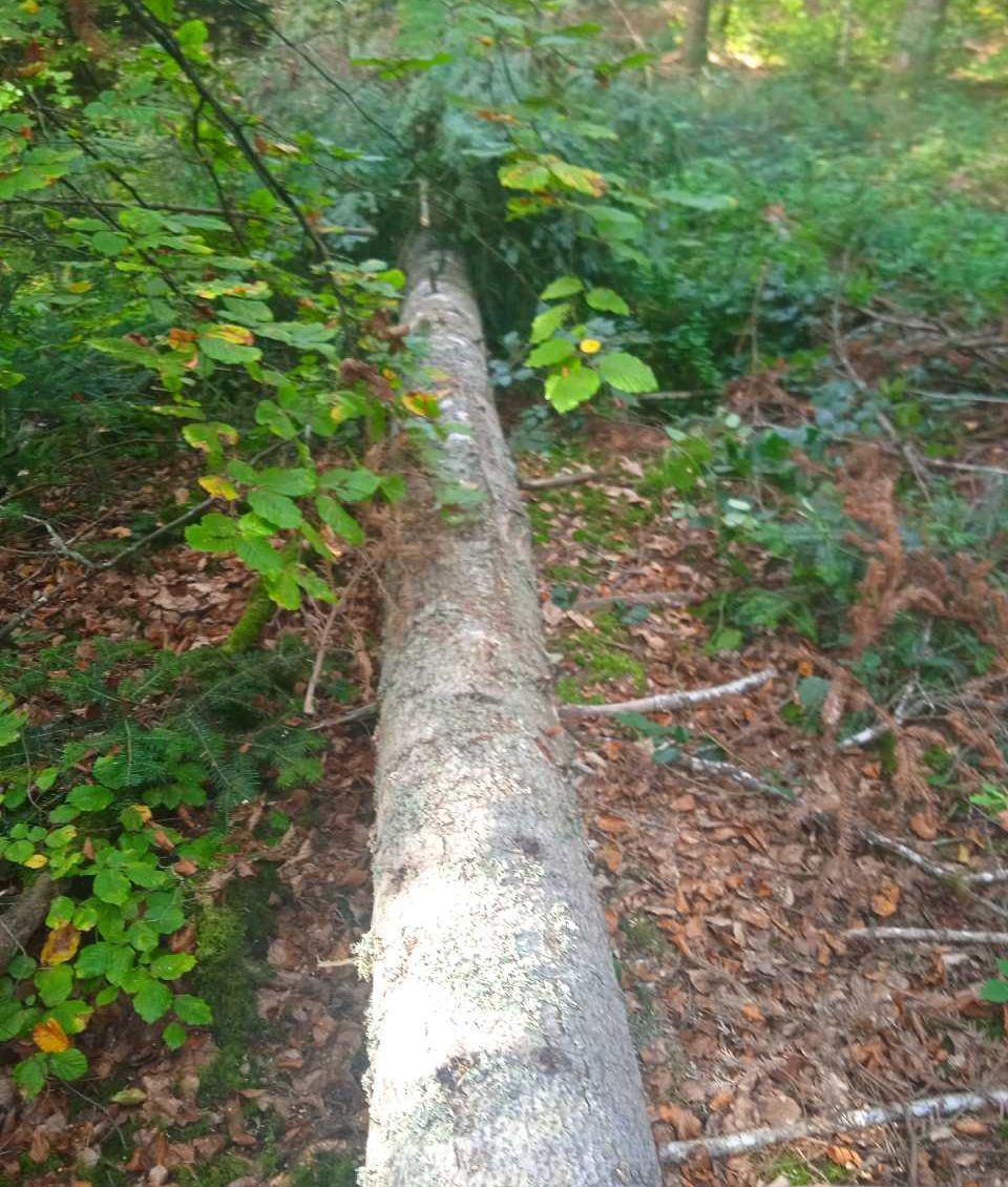 arbre tombé