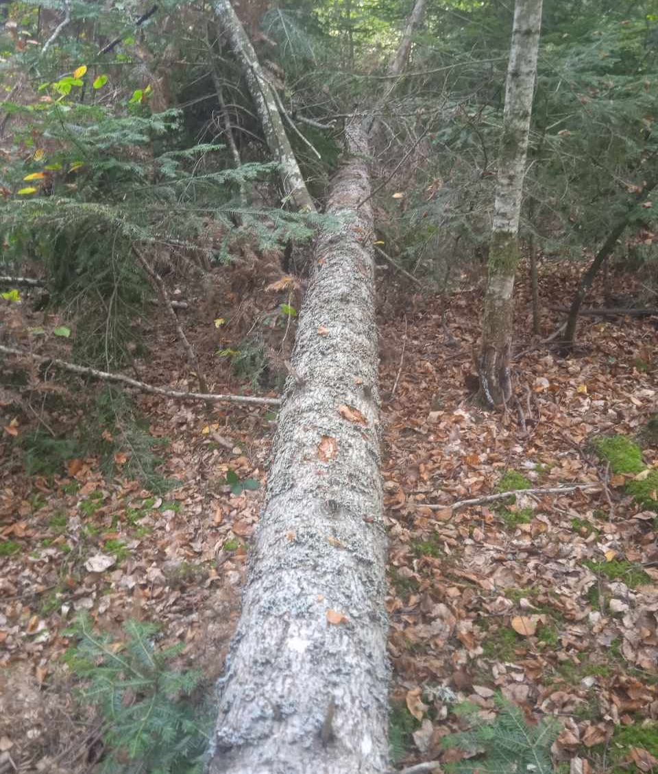 arbre tombé