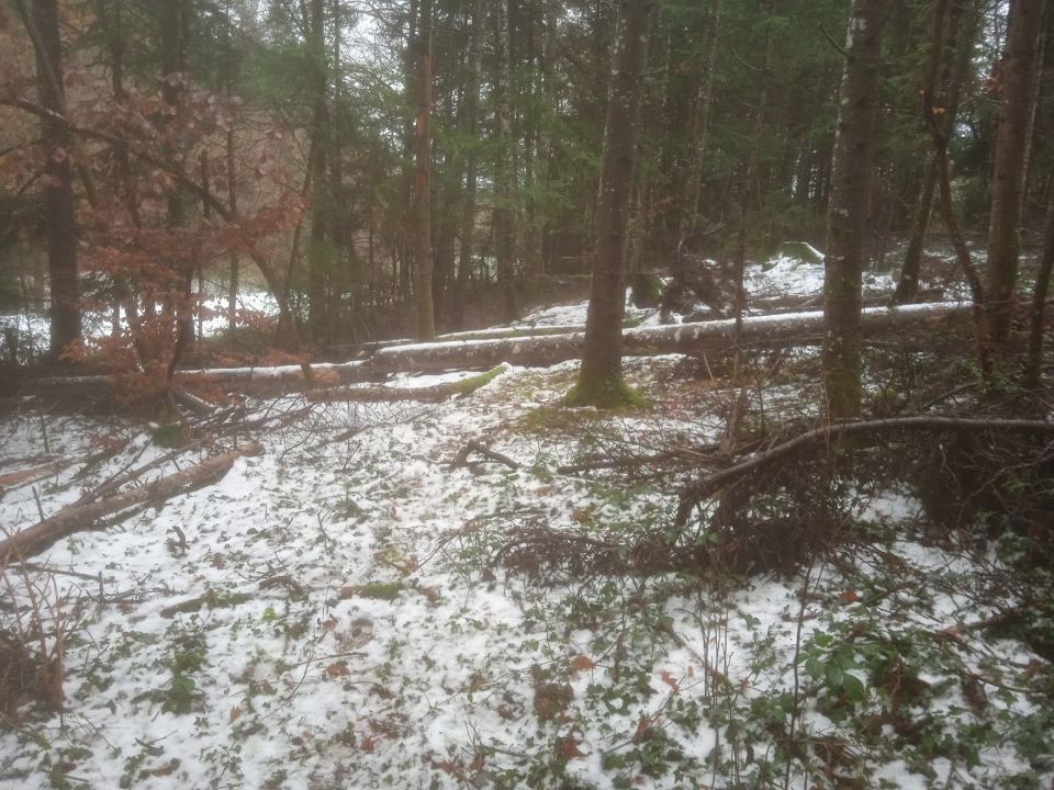 forêt enneigée