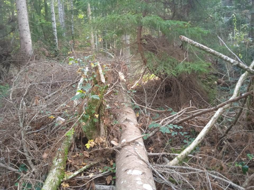 arbre tombé tempête